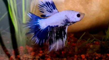 Évolution d'Ora  en 2 mois