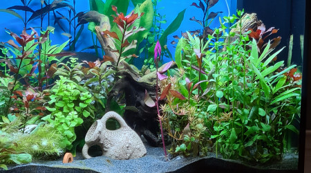 aquarium juwel lido 120