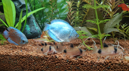 La team rocket prépare un mauvais coup.