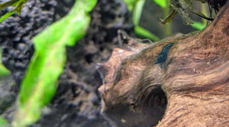 Sur la Route des Laves