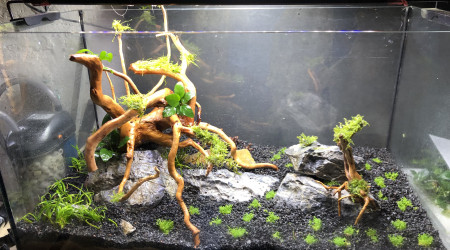 aquarium Aquascaping 1