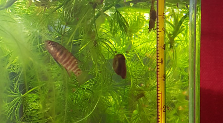 C'est reparti chez les malawas du 25L ^_^