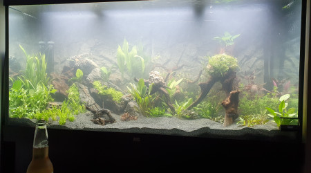 Plantation et mise en eau