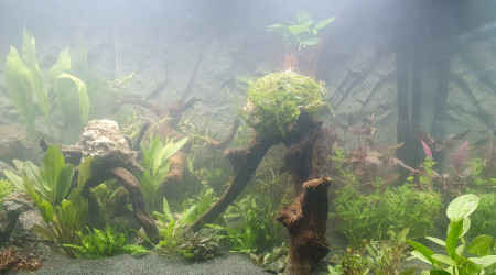 Plantation et mise en eau