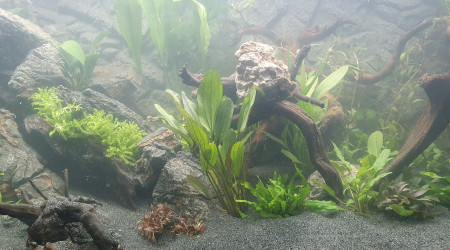 Plantation et mise en eau