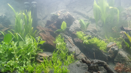 Plantation et mise en eau