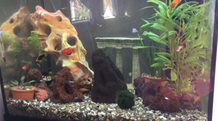 aquarium Juwel