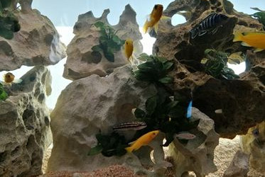 aquarium Paludarium