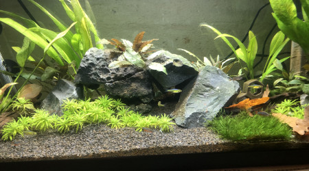 aquarium 80l