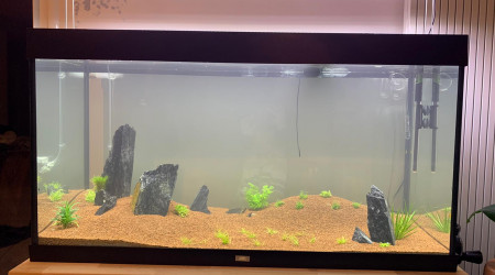 aquarium Aquascaping