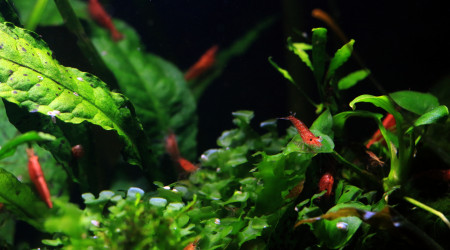 Les RC sont de sortie