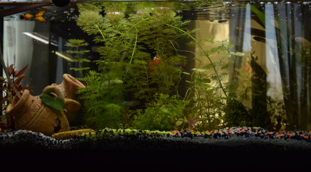 aquarium bac 100 l