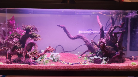 aquarium 75 L Deuxième aquarium