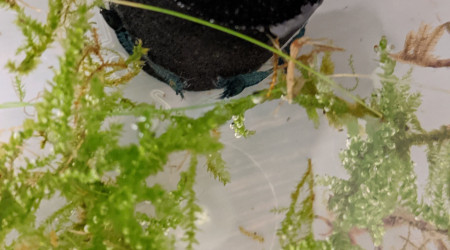 Sur la Route des Laves