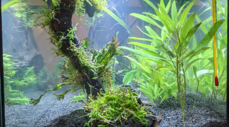 Sur la Route des Laves