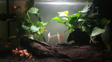 aquarium Projet repro bettas