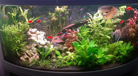 aquarium Communautaire
