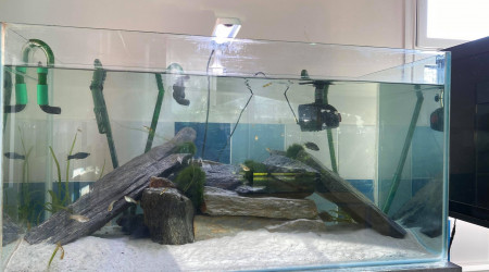 aquarium axolotls
