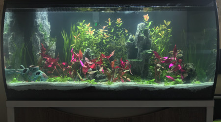 Ajouts de quelques plantes.