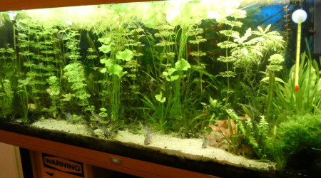 aquarium Bac communautaire