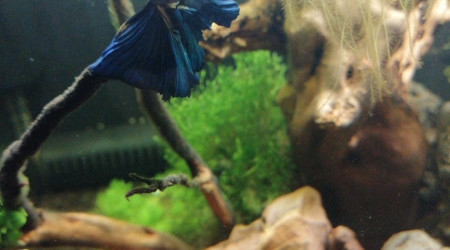 Petite photo de "Blue"