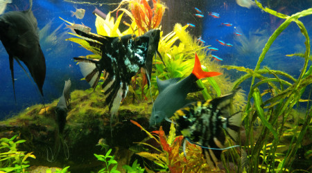 aquarium TRIGON 350