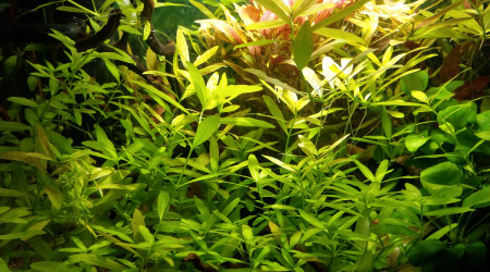 aquarium 50 L Communautaire