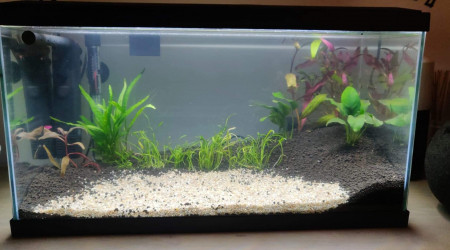 Premières plantations