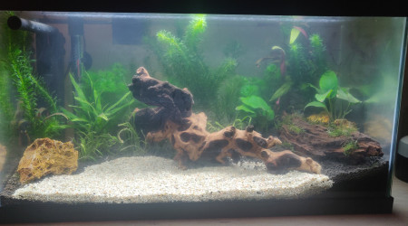 Installation décorations / 2ème plantations