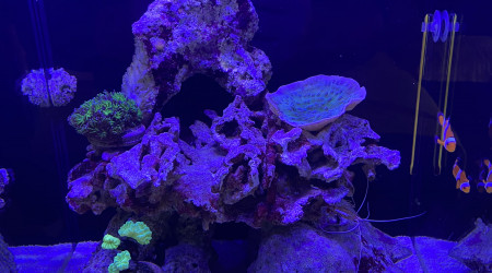 aquarium Nano