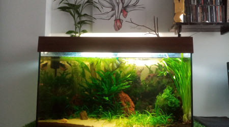 aquarium Principal 100l