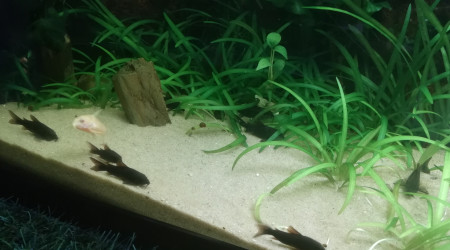 Corydoras