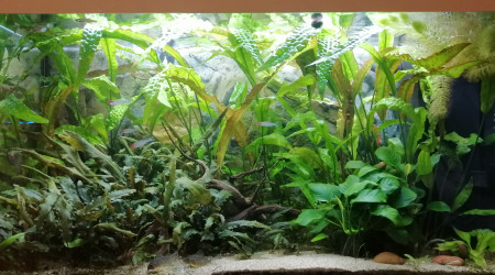 aquarium 125L communautaire