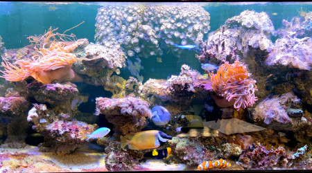 aquarium LE 612