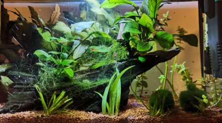 Changement de bac et remise du décors