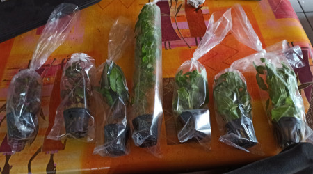 Livraison Aquaplante