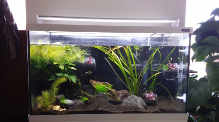 Aquarium bulles de verre.