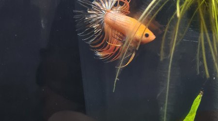 Et voici le petit loulou