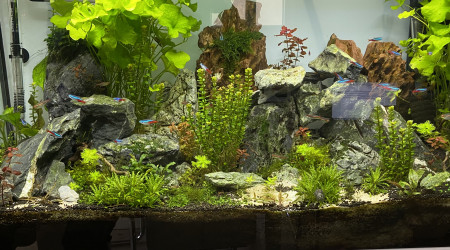 aquarium Aquatlantis 200l  aquascaping