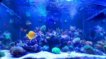 Mon petit bout de récif