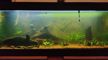 aquarium Amazonien low-tech