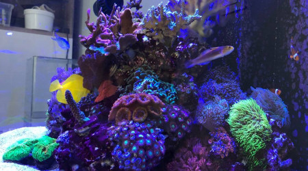 aquarium le recif de Lola
