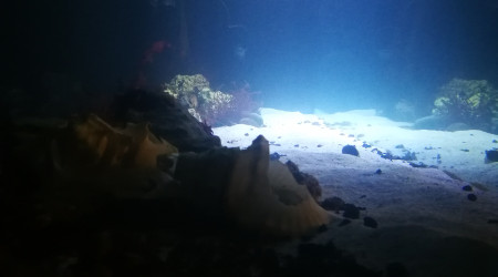 aquarium 1500l eau de mer bretagne
