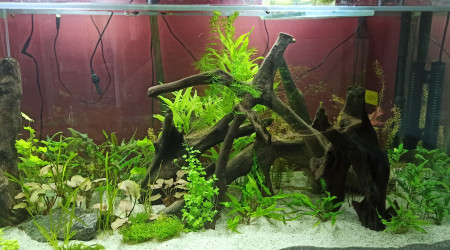 Plantations terminées