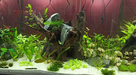 Plantations terminées