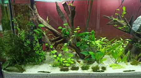 Plantations terminées