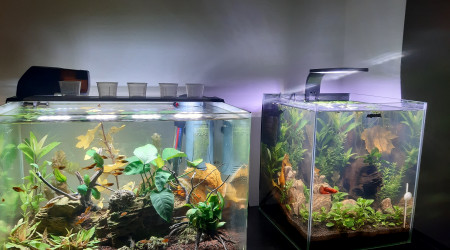 aquarium 55 litre denerle