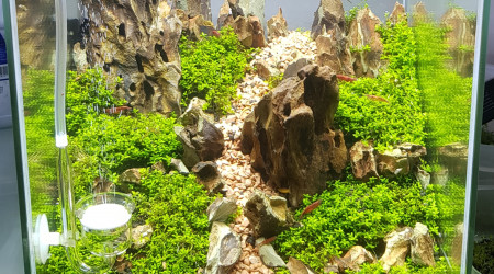 aquarium Aquascape