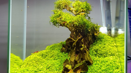 aquarium Aquascape