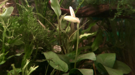 Ça fleurit dans le bac!